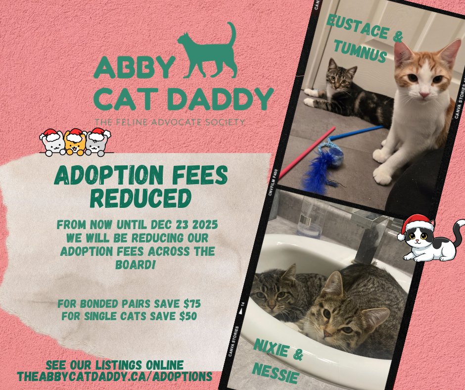 AbbyCatDaddy's tweet photo. 🎄 Holiday Adoption Fee Reduction! 🎄
We have 31 cats/kittens ready for adoption (with more coming!).
 Now–Dec 23: $50 off singles, $75 off pairs.
Meet them online, at PetSmart Sumas &amp; Highstreet, or at Pawsitive Thrift.
Give a lifeline this holiday. ❤️
#ACDCats #AdoptDontShop https://t.co/zuJmiGNPRy
