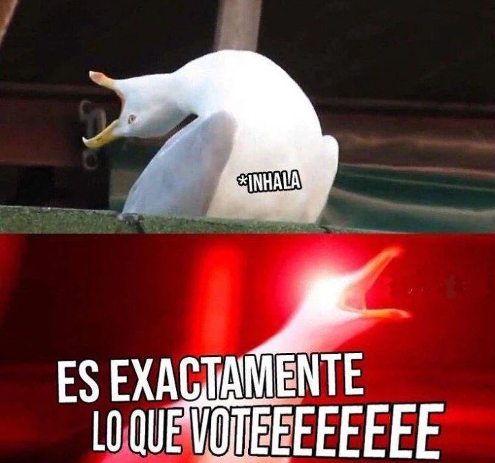 vicente tweet media