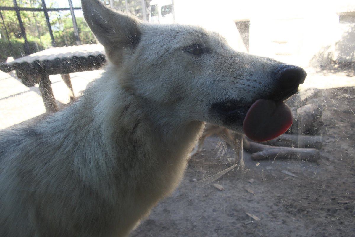 pawbert and allan filling up my tl