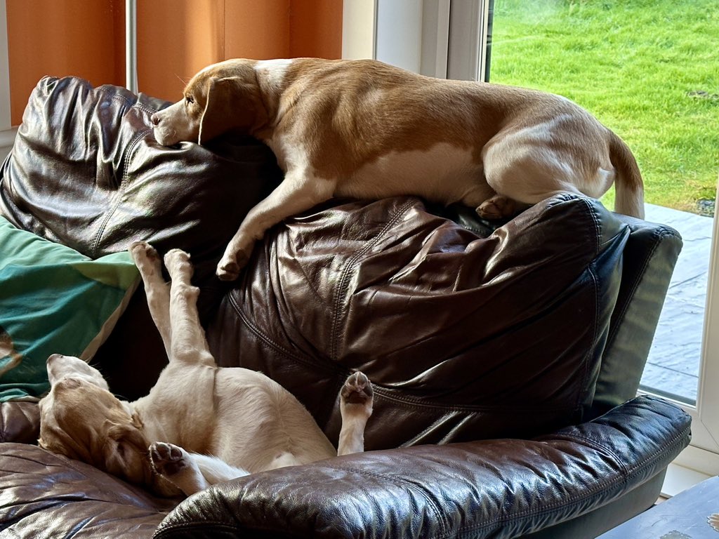 technofreakuk's tweet photo. Boss and Jackpot enjoying some peace this morning in between trades ripping the house to bits with noisy power tools then watching This Farming Life tonight 🐾 https://t.co/S5zFULqthT