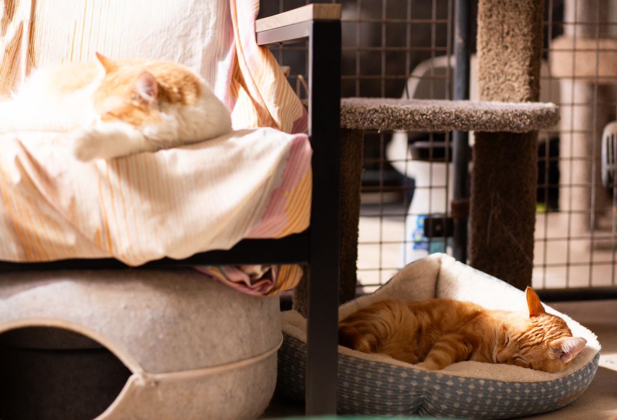 Whiskers 'N' Wishes Sanctuary (@WishesRescue) / Posts / X