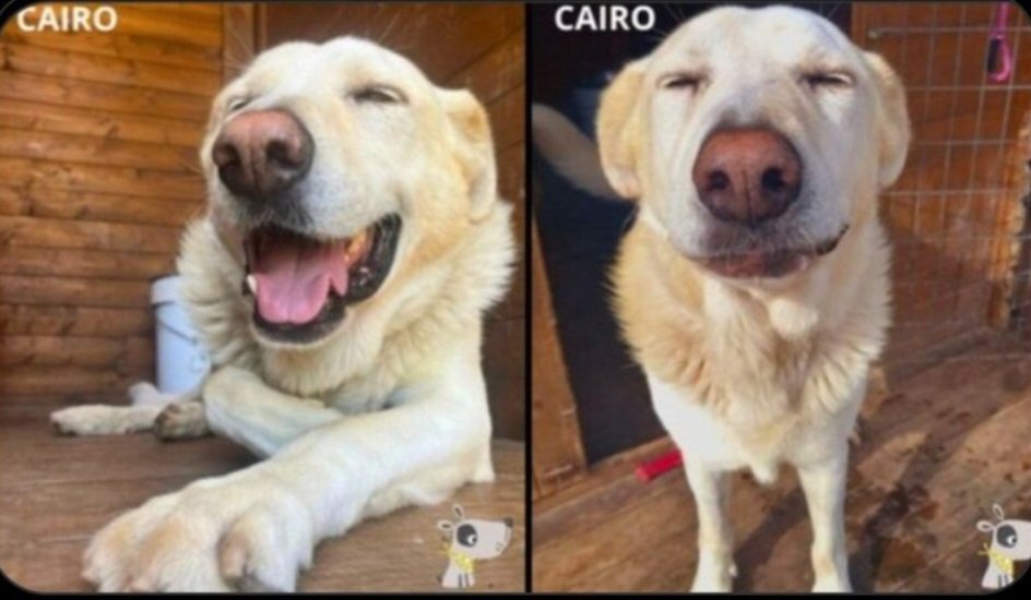 Cairo de 9 años tras pasar toda su vida a la interperie con una cadena y durmiendo en el suelo 😥.
Ahora la protectora le parece el paraiso,si hasta parece sonreir🥹
Aun asi un hogar si seria el paraiso,le das una familia?por favor🙏🙏🏿
Esta en Pontevedra ☎️ 692871984