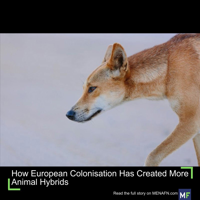 MENAFN's tweet image. How European Colonisation Has Created More Animal Hybrids #European #Colonisation #Created #More #Animal #Hybrids #Vaccines #Pills #Doctor #Hospital #Pandemic dlvr.it/TPcXNf