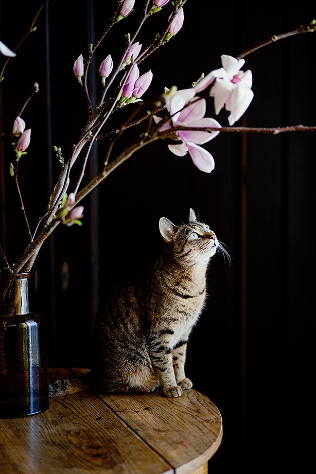 Un tempo i gatti venivano adorati come Dei; evidentemente, non se ne sono dimenticati!

Terry Pratchett