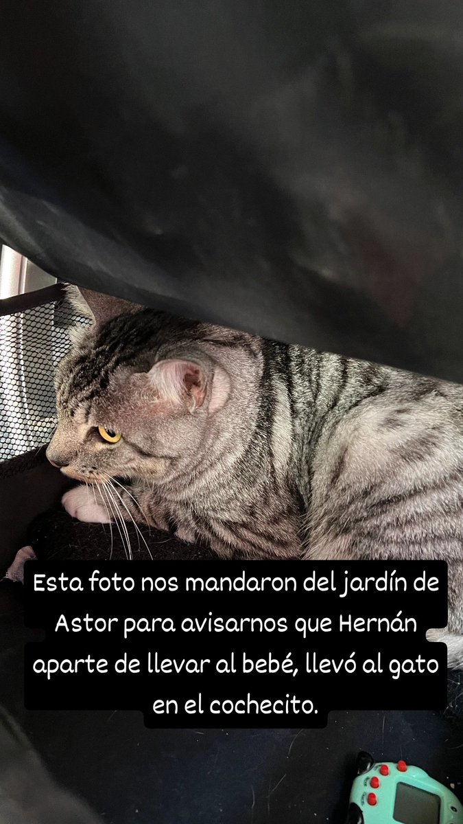 esporahi's tweet image. Me mandaron un mail con asunto: "Mascota en el cochecito" y la foto