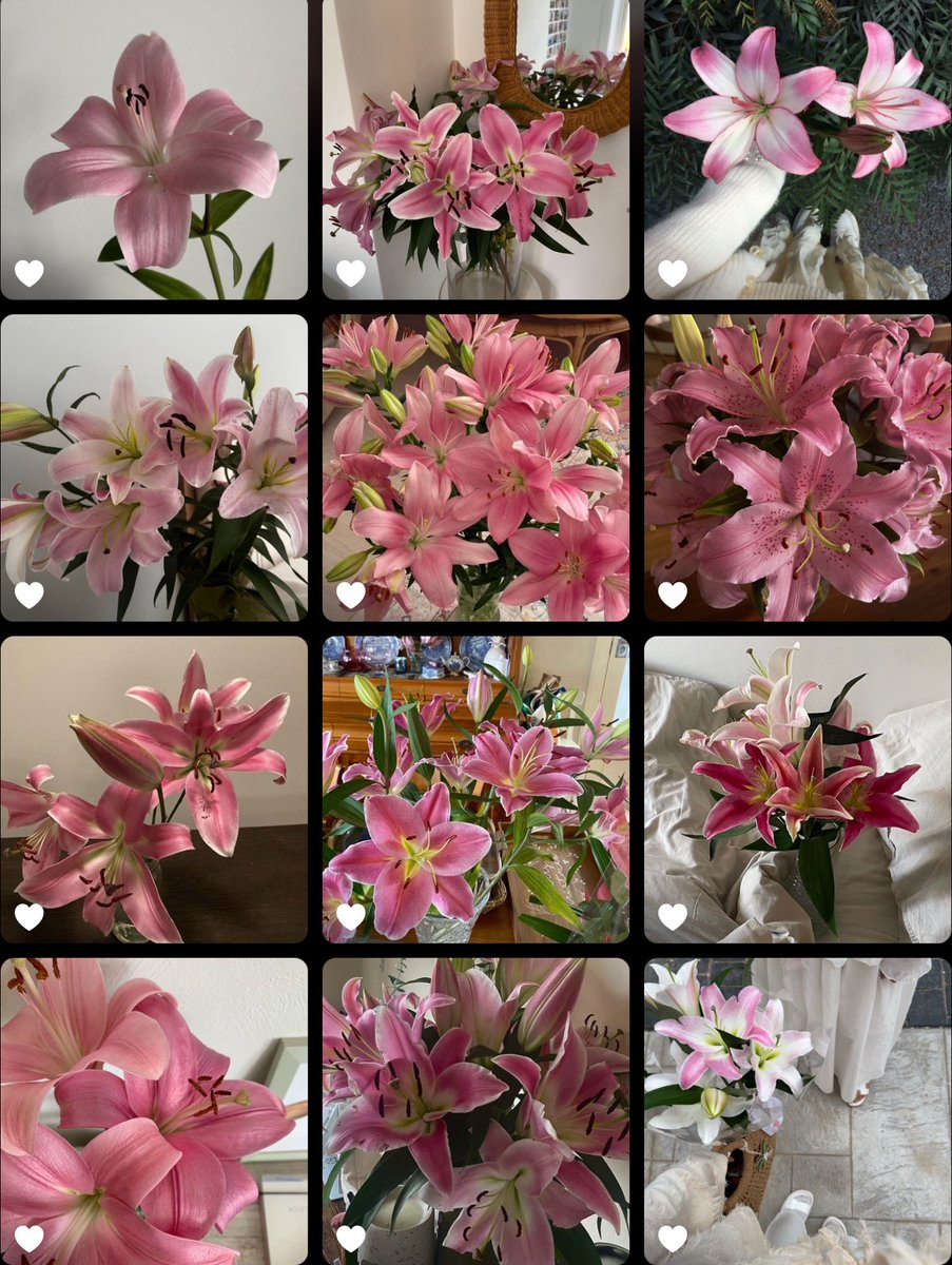 1leio's tweet image. Lilies