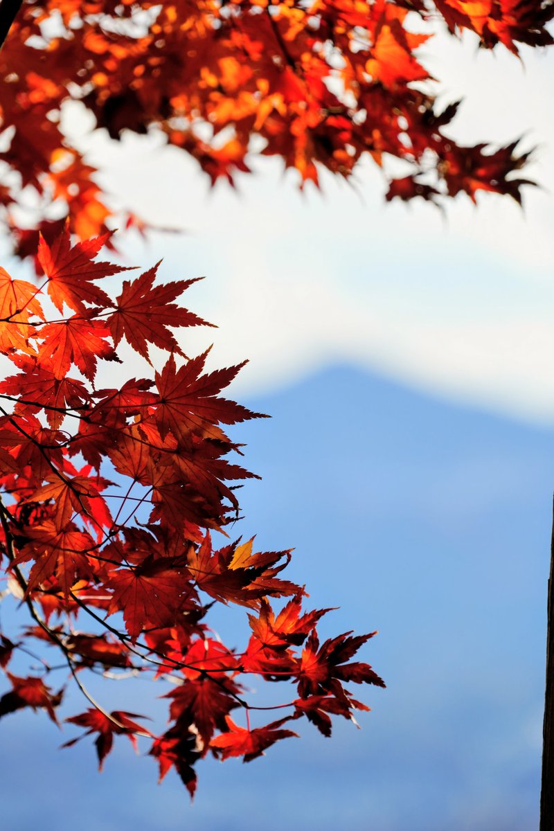 MiruKikuAsobu's tweet photo. November Scenery from Mount Hodo
11月の宝登山からの風景
#photograghy #キリトリセカイ #natute #秩父 https://t.co/UwFiU0TthA