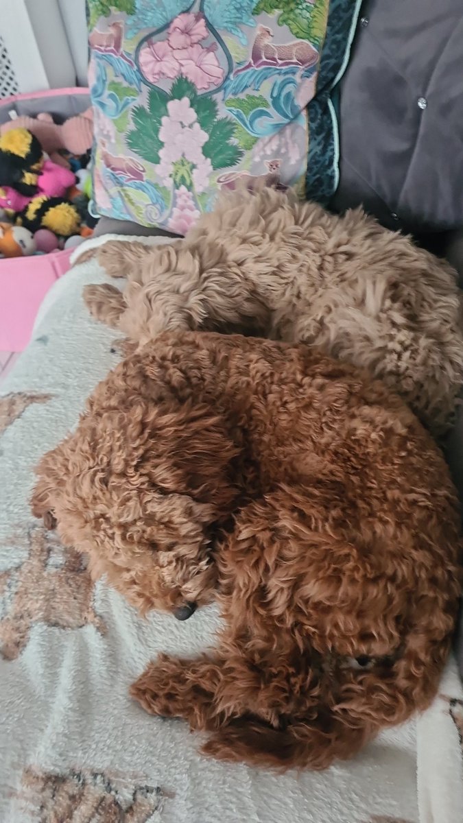 wolvesmon's tweet image. These two babies have more footballing IQ than the wolves players on show tonight! #wwfc