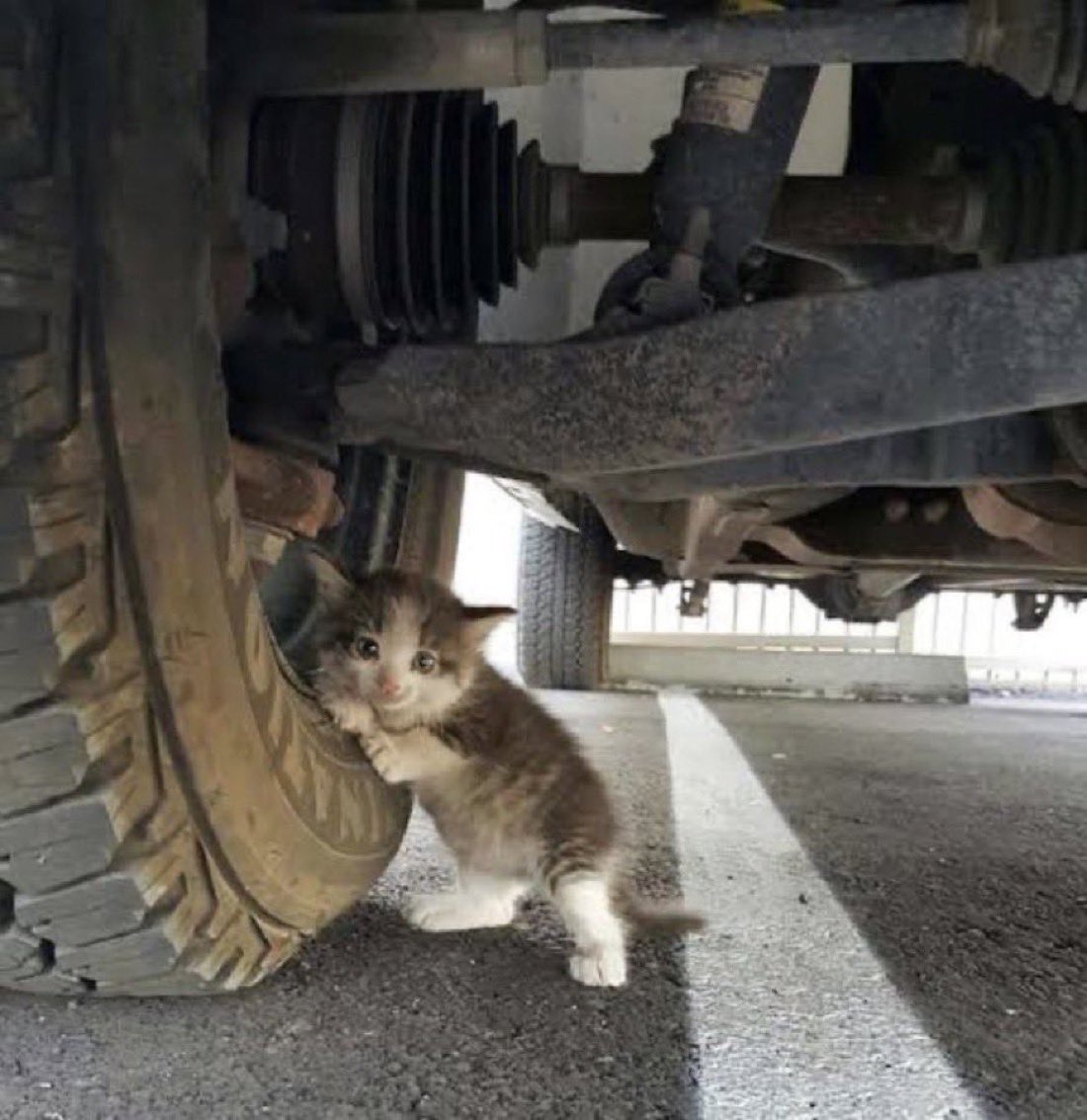 今朝は冷えるので注意喚起です。トラックや車の下で寒さをしのぐ猫が丸まっていることがあります。どうか発進前に一度そっと下をのぞいてみて下さい。