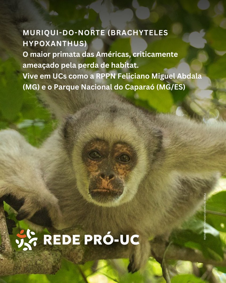 Rede Pró-UC tweet media