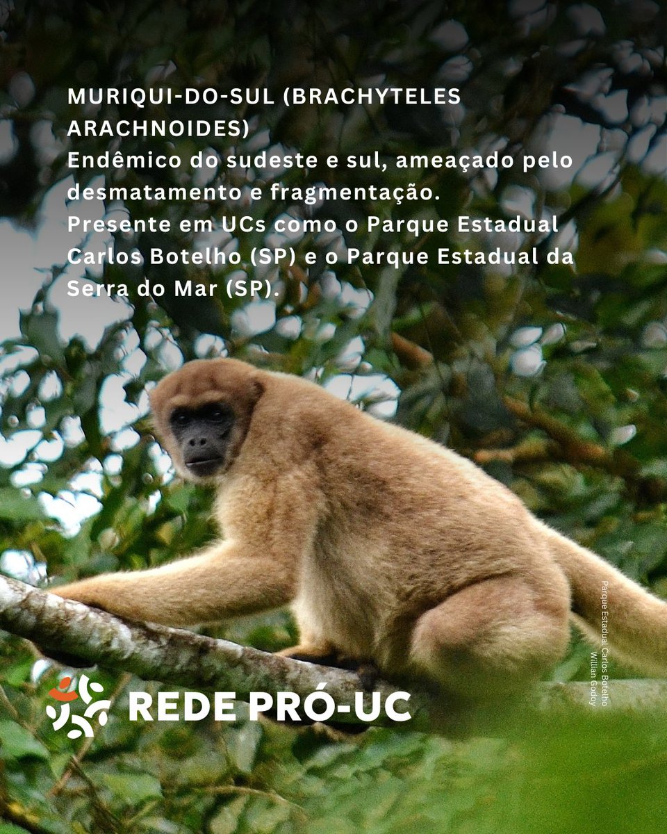 Rede Pró-UC tweet media