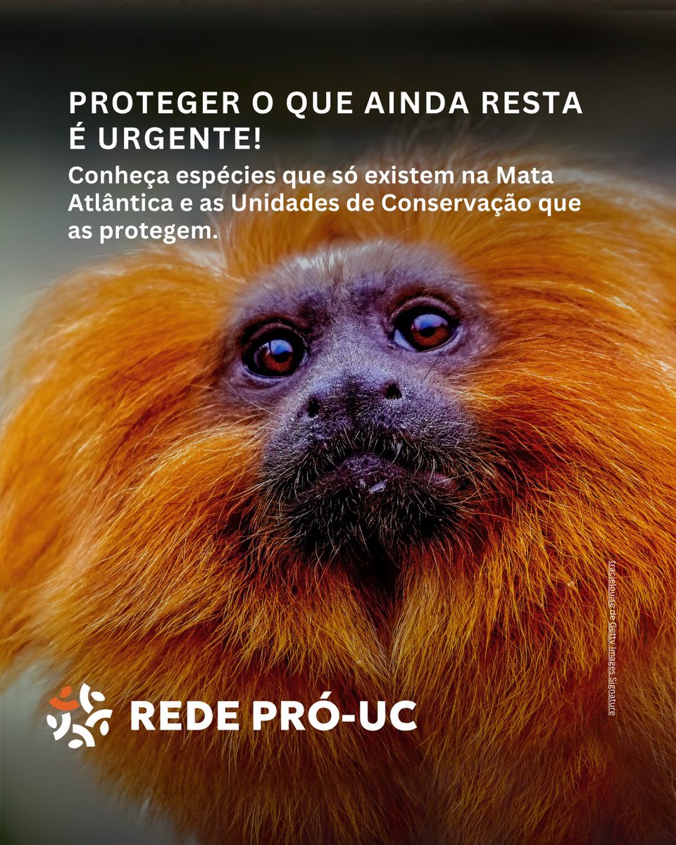 Rede Pró-UC tweet media