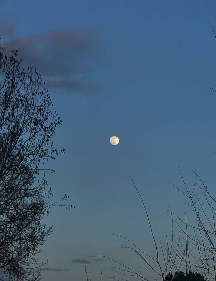 おはようございます☕🌿 「月冴ゆる」🌕️ そんな冬の季節になりました