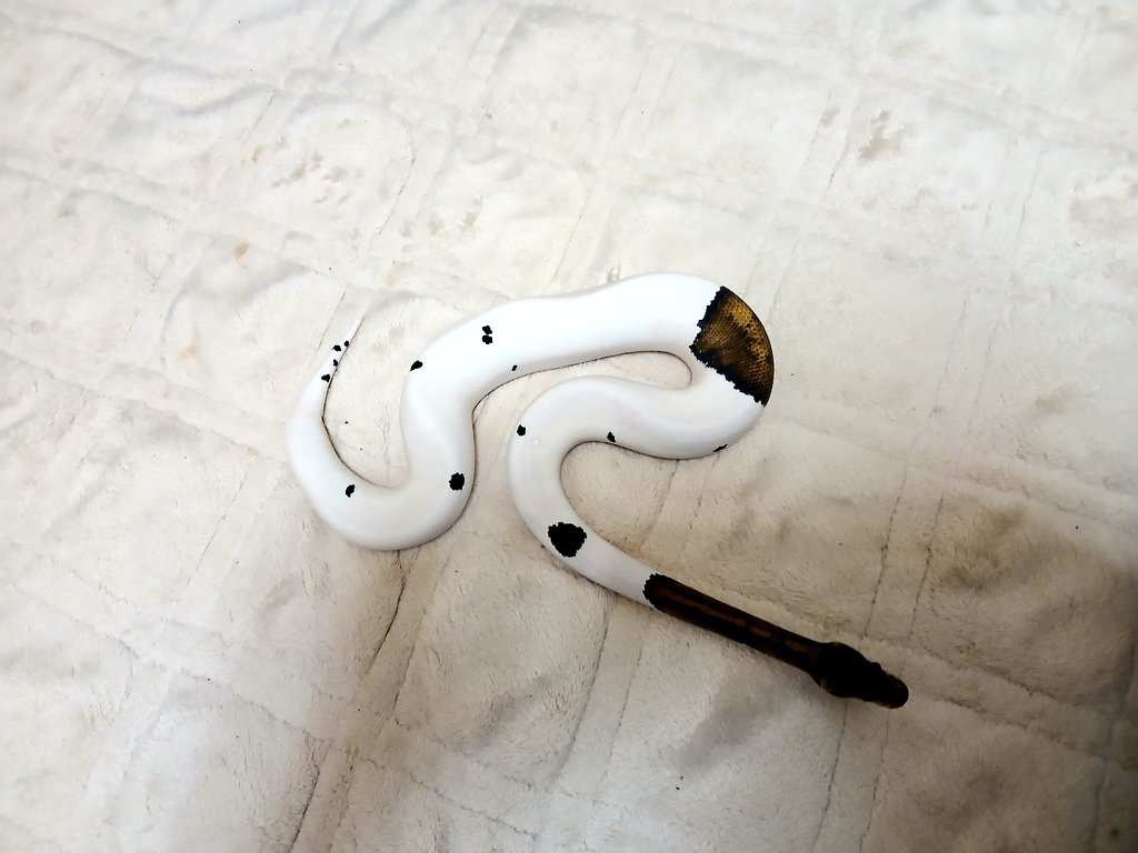 mata1177's tweet image. おはようございます(^-^)/
黒点がむちゃくちゃふえたね(*^^*)
販売個体
#バナナの家
#ボールパイソン
#ballpython 
#爬虫類