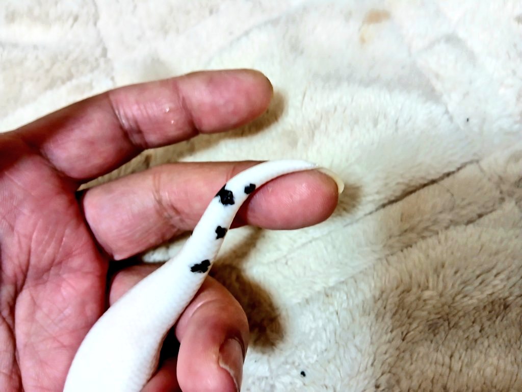 mata1177's tweet image. おはようございます(^-^)/
黒点がむちゃくちゃふえたね(*^^*)
販売個体
#バナナの家
#ボールパイソン
#ballpython 
#爬虫類