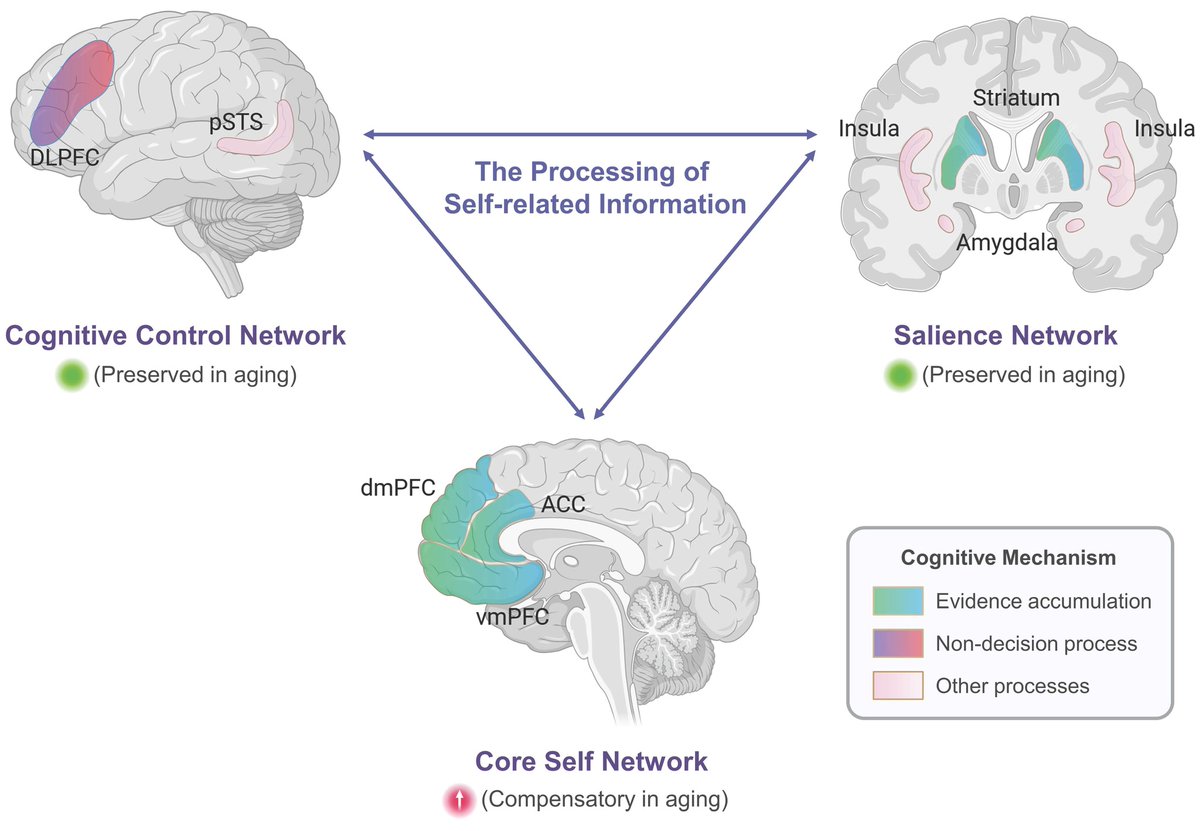 #JNeurosci | Zhang et al. found that cognitive decline in aging brains may not be universal: Older people may have an easier time processing information about themselves than other types of information. doi.org/10.1523/JNEURO…