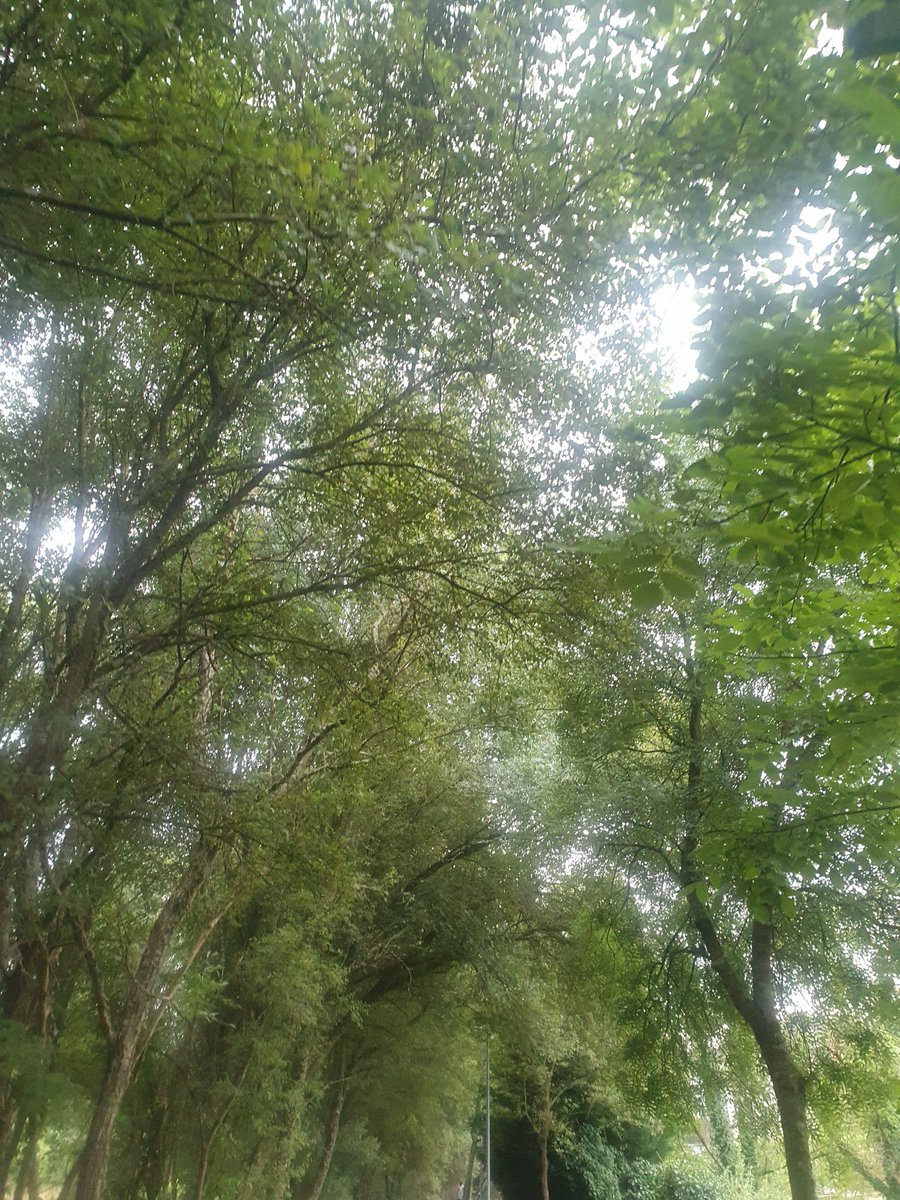 "Puede que no tenga victorias notables, pero puedo sorprenderte con las derrotas a las que logré sobrevivir."
Antón Chéjov