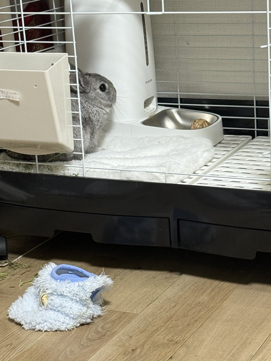 おはぷー🧸🍯🧡

洋服脱いで小屋の外に放り投げてるんだけどꉂ🤣𐤔𐤔

そろそろ☃が降ってる地域もちらほら❓
名古屋でも天気予報では☃マークだけど、
今降ってないからとりあえず安心してるε-(´∀｀*)ﾎｯ

皆寒いけど、風邪には気をつけて今日も頑張ってこー٩(ˊωˋ*)و