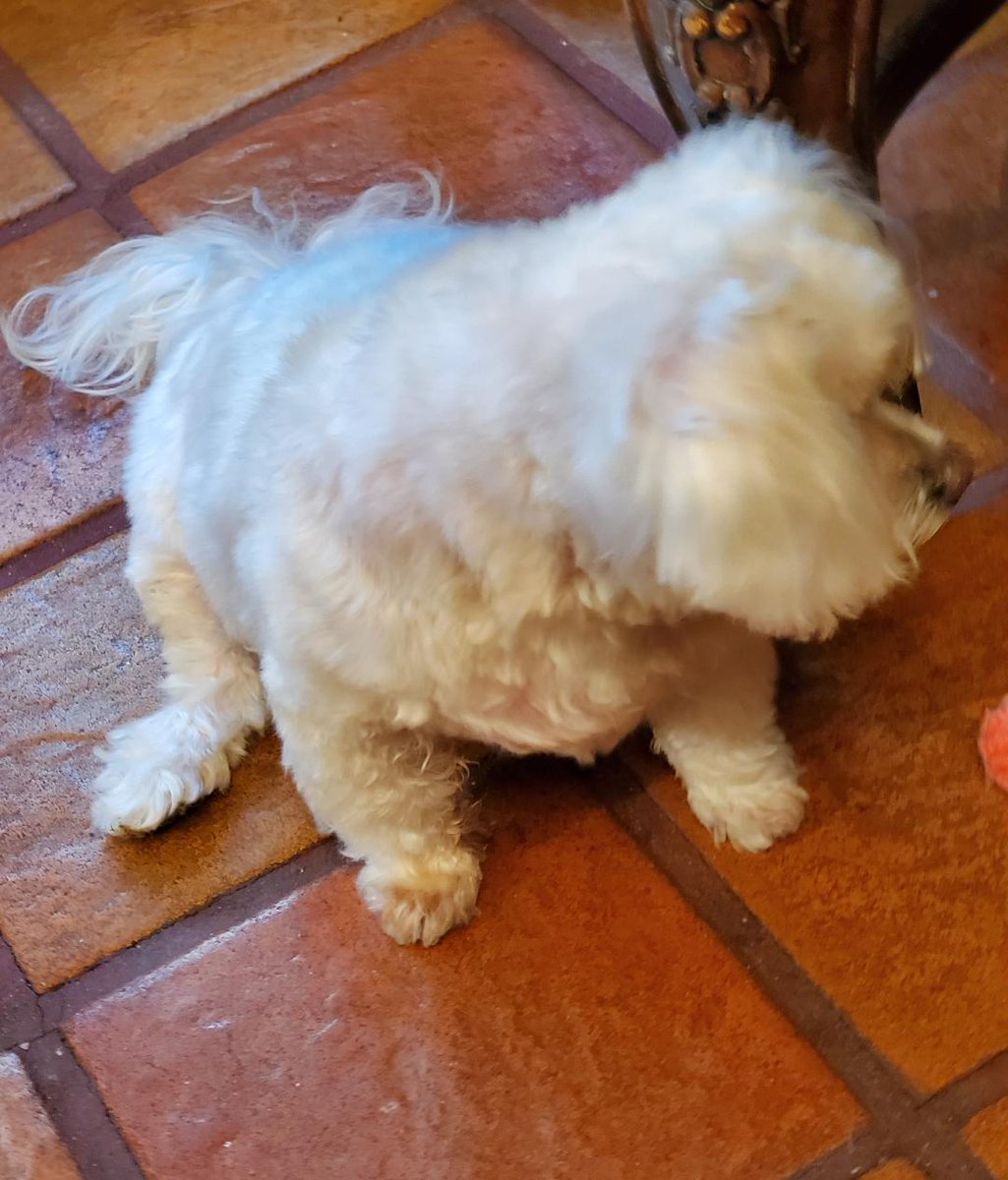 MaggieMillus's tweet photo. Sparky - Today I had to give him an early morning hygiene spritz. My next dog will be a chihuahua. https://t.co/Q9nmsxwF8R