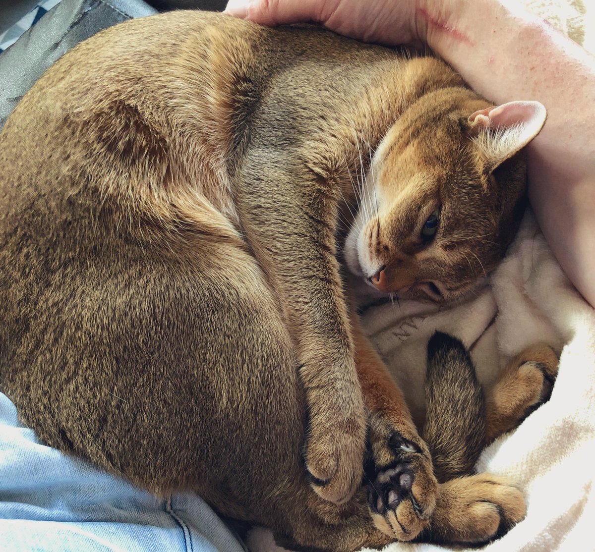 ねこ男爵 (@LunaCat_Baron) / Posts / X