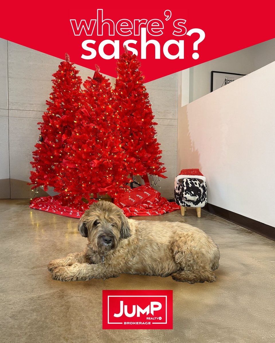 Sasha lays by the trees because she knows she's a present.