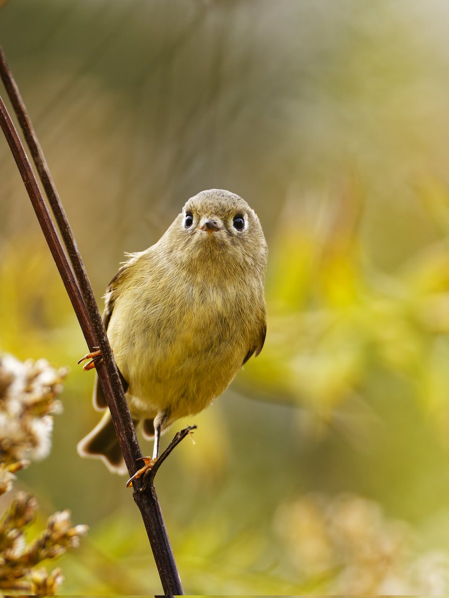 lirgGaming's tweet image. A curious ruby-crowned kinglet was checking me out by the path across the wildflower meadow. Central Park, 10/26/2025 #birdcpp  #birdphotography #BirdsSeenIn2025