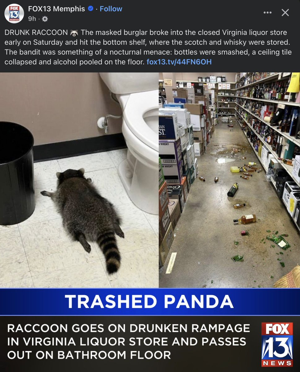 I would 100% party with this zero-fucks little bastard.