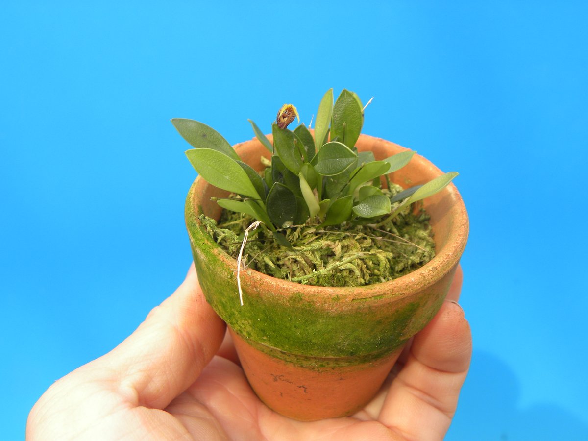 百花良蘭 (@HTorchidN) / Posts / X