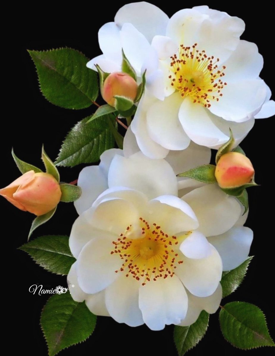 昨日から真冬並みの
寒さと冷え込みとなりました

夕方頃 
くびすじにひんやりとした 
風が吹いて
冷たい小雨がぱらぱらと降り
やがて白い雪へと❄️

こんな寒い日は
やっぱり身体がほっこり温まる鍋🍲が
恋しくなりますね

今日は何の鍋🍲にしようかな
暖かくしてお過ごし下さい🧣
素敵な一日をꕤ🍓🧸