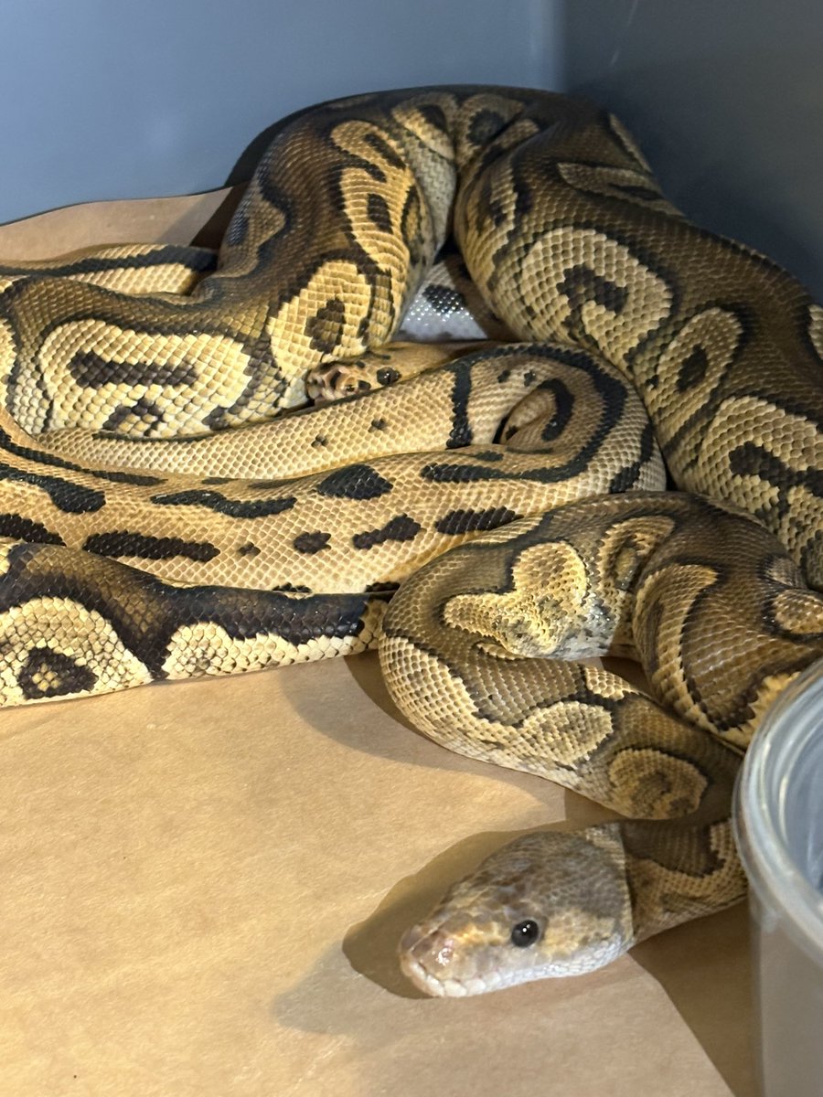 Dnasty0014Y3l's tweet image. #BallPython
#ボールパイソン