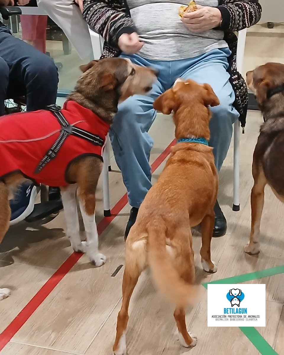 betilagun's tweet photo. Esta semana hemos empezado los acompañamientos con perros en un nuevo lugar, la Residencia Arabarren. Hemos tenido mucha diversión, adivinanzas para personas y juegos para los perros, que han acabado agotados.
@vitalfundazioa
#betilagun #protectoradeanimales https://t.co/k21ADmhpKE