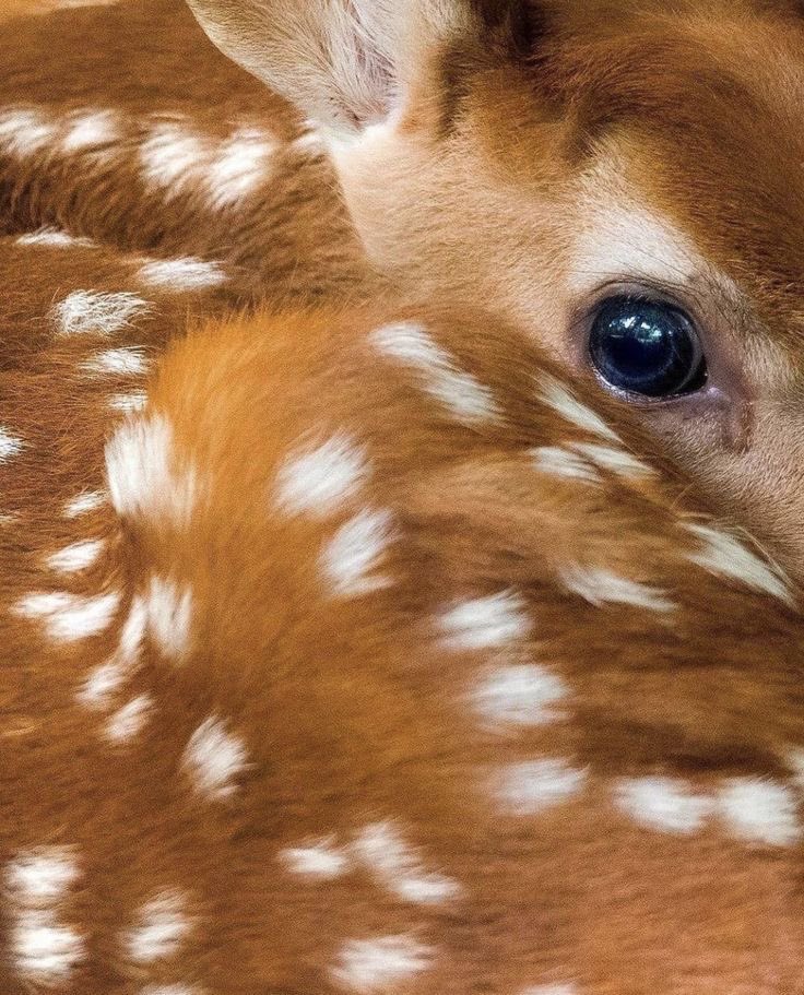 lísis (@vangnight) on Twitter photo 