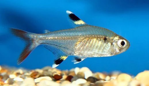loopet_X's tweet photo. Loopet Animal of the Day: X-ray Fish 🐟 

X-ray fish have see-through skin, revealing bones and organs inside! These small fish glide in South American rivers and glow under the right light.
#loopetTG #animal #web3 #solana #saveanimal #savethekids https://t.co/GSeRKZCpcc