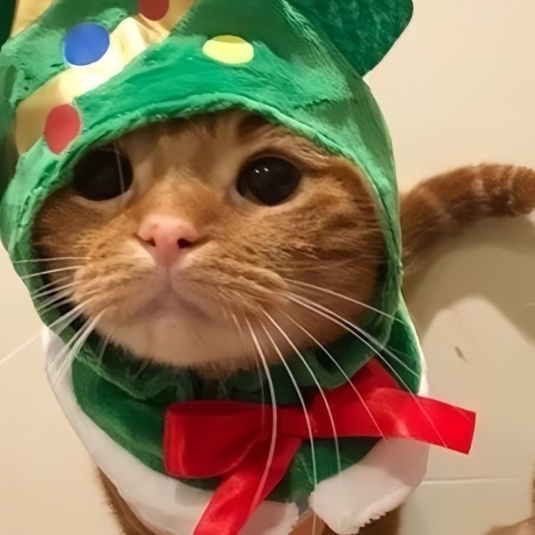 matchingpfps's tweet photo. •‧₊˚⊹Christmas themed 
͟͟͞♡ ✧˖° 🪷⸝⸝ https://t.co/6oPvo9VZky ‧˚₊•┈┈┈┈୨୧┈┈┈┈•‧₊˚⊹ 
🔗Instagram: matchingpfp ♡彡 

#matching #matchingpfp #anime #icons 
#matchingicons #pfp #pfps #match #icon #icons
 #animepfp #aestheticpfp #matchingpfp #christmasmatching https://t.co/3JVZCua6f3