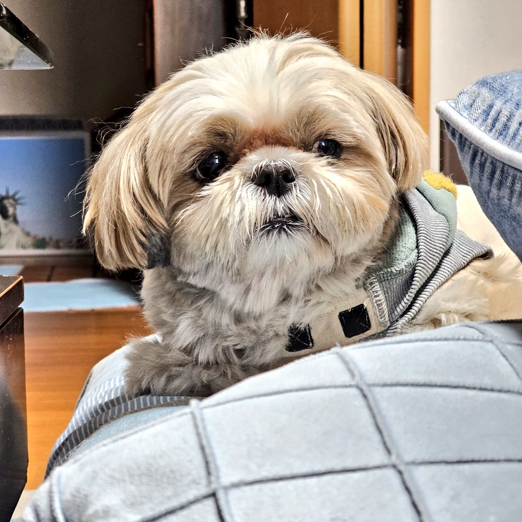 しおまめはなちゃん🐾̑̈‎´(◍•㉦•◍)๑ﾜﾝ! (@lovesiomame0013) / Posts / X