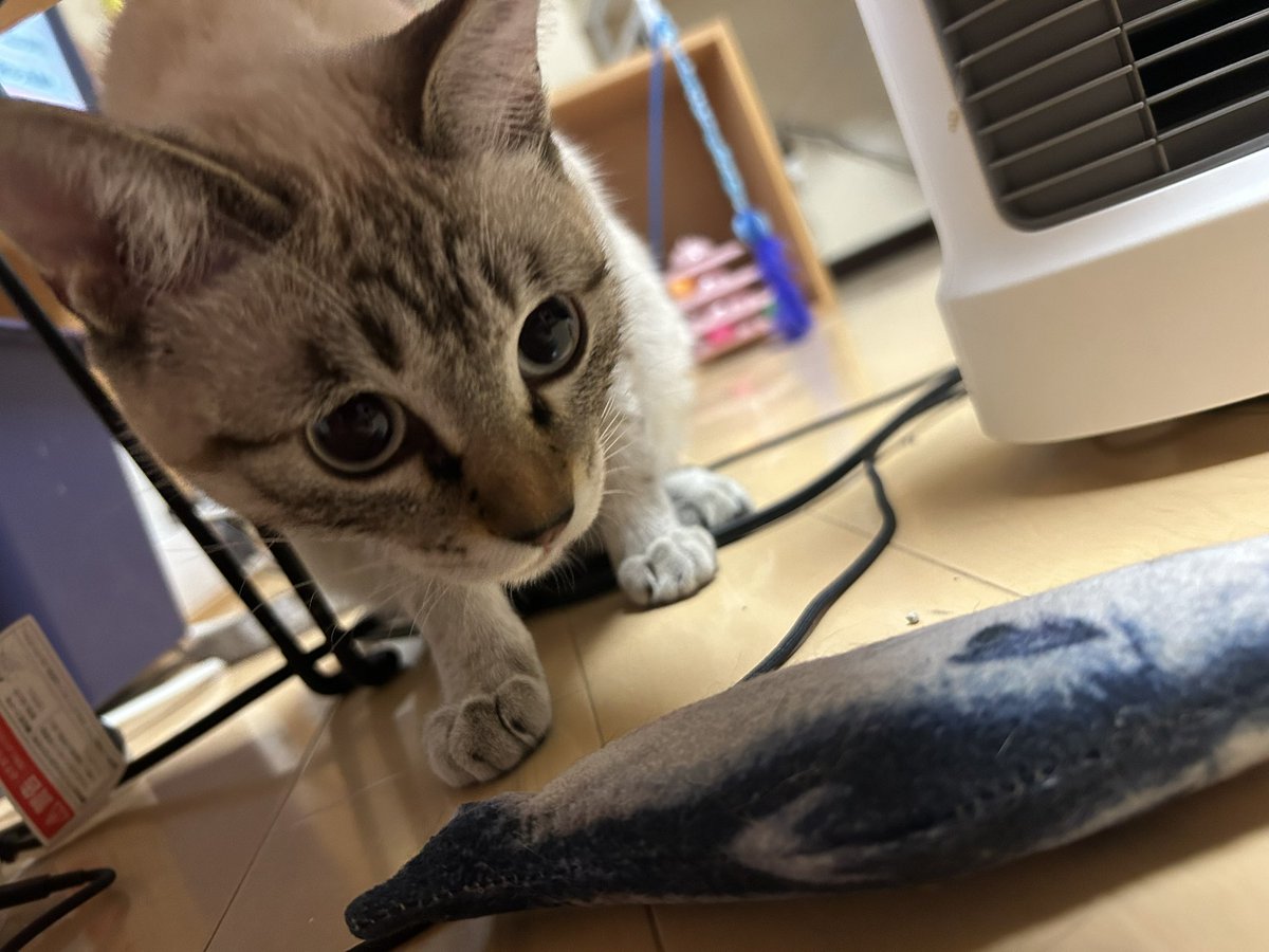 ごにゃむ様　リクエスト 投げて欲しいにゃ〜ฅ^•ω•^ฅ