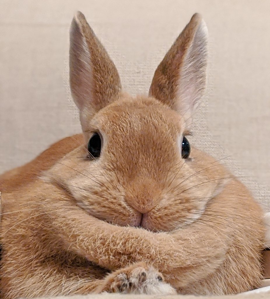 F3K58ED8VLWdMSC's tweet image. さむいね
もふもふ🍊