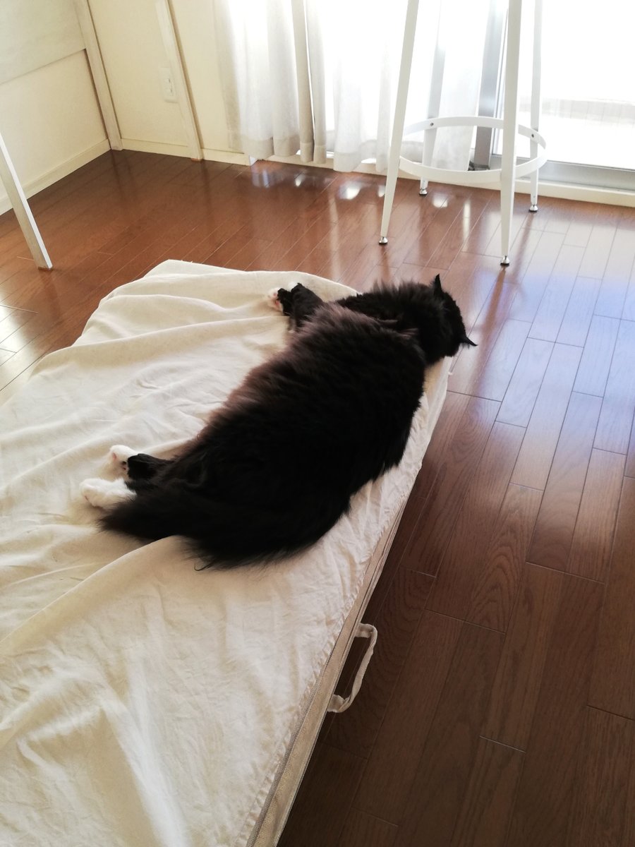 sakuramochi925's tweet image. 落ちそうだけど持ちこたえた。
でもくーちゃん的には落ちたって別に何とも思わない。
実際よく落ちている。
 plaza.rakuten.co.jp/clambake/diary… #r_blog  #猫のいる暮らし