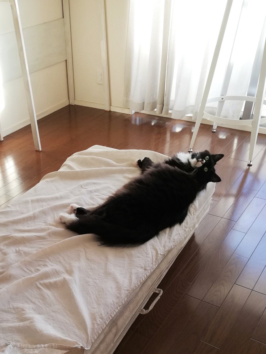 sakuramochi925's tweet image. 落ちそうだけど持ちこたえた。
でもくーちゃん的には落ちたって別に何とも思わない。
実際よく落ちている。
 plaza.rakuten.co.jp/clambake/diary… #r_blog  #猫のいる暮らし