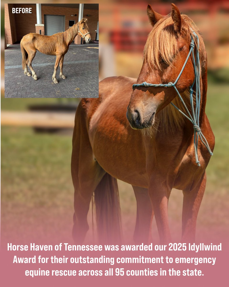 Miranda Lambert's MuttNation tweet media