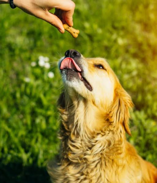 De media richten mensen af als honden

Bij #RTLTonight, #PauwendeWit één grote lofzang voor de formatie. Het gaat allemaal soepel en de kiezer heeft weer vertrouwen.

Bij de vorige formatie en regeerperiode was het dagelijks gezeik. Alles was verkeerd.

Nu goed gestemd, toen fout