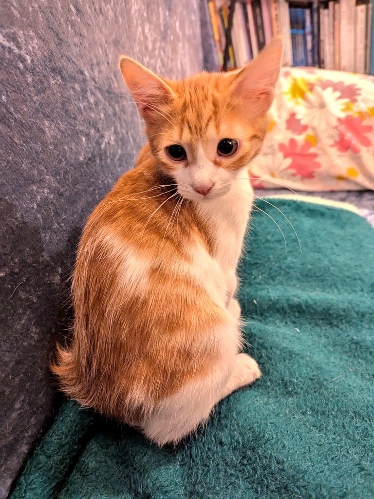 הננו היומי 😻 תמונה מדצמבר 2024 כשהיתה בגודל של אוגר