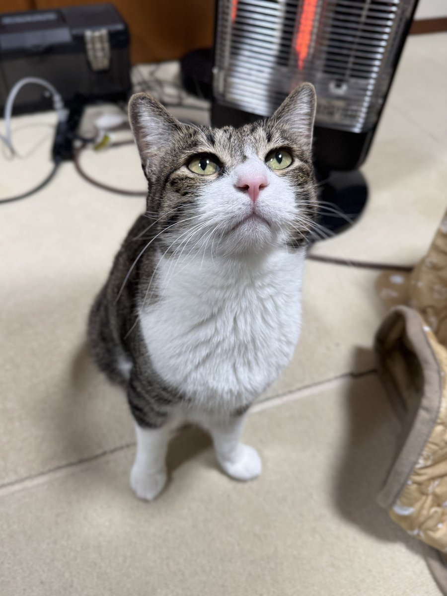 ぎんねこページ ぎんのねこ (@ginnonekoch) / Posts / X