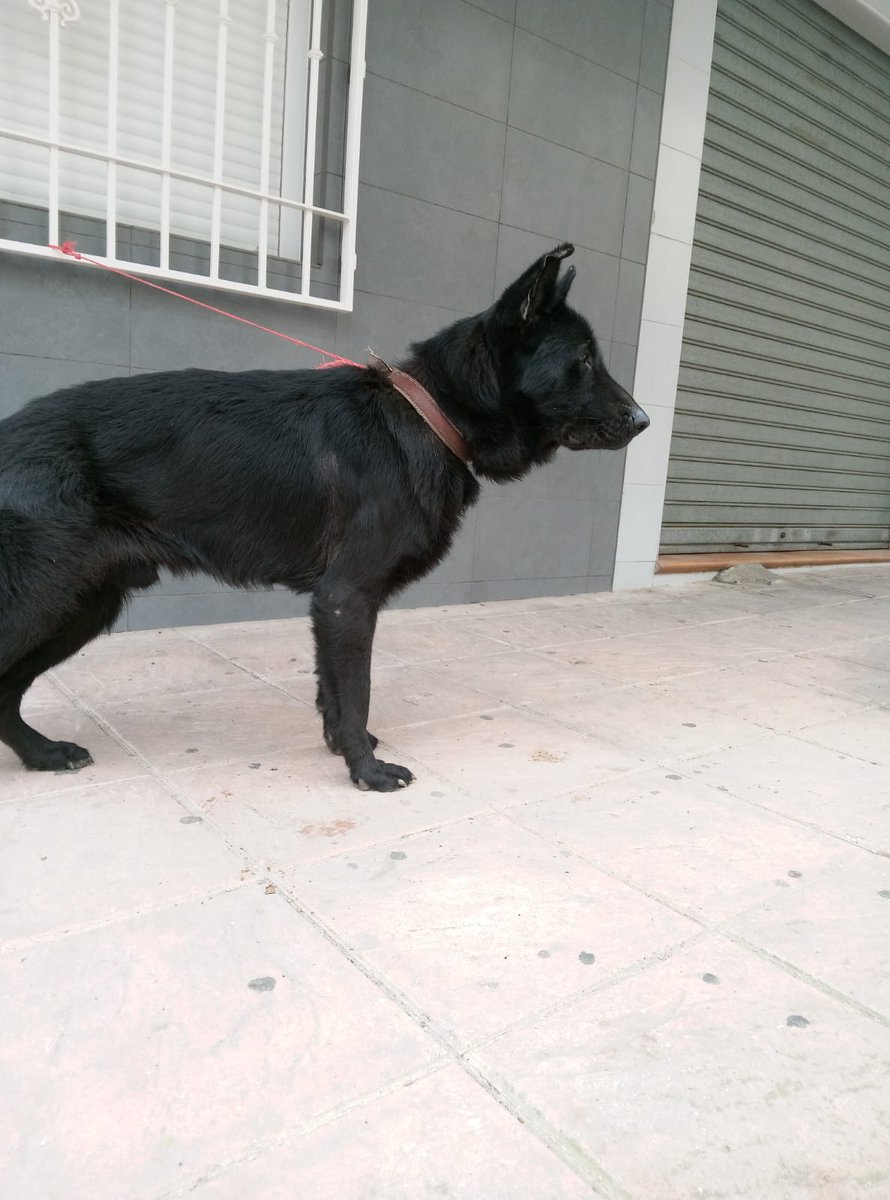 Es un perro precioso, tal vez un cruce de labrador, pero lo han dejado abandonado, atado a una ventana 😭😢
Está en la policía, en Granada, si nadie lo reclama va a la perrera 💔 😞 😭
Qué clase de gentuza miserable hay en este país??? 😡 😡
Granada
611152006