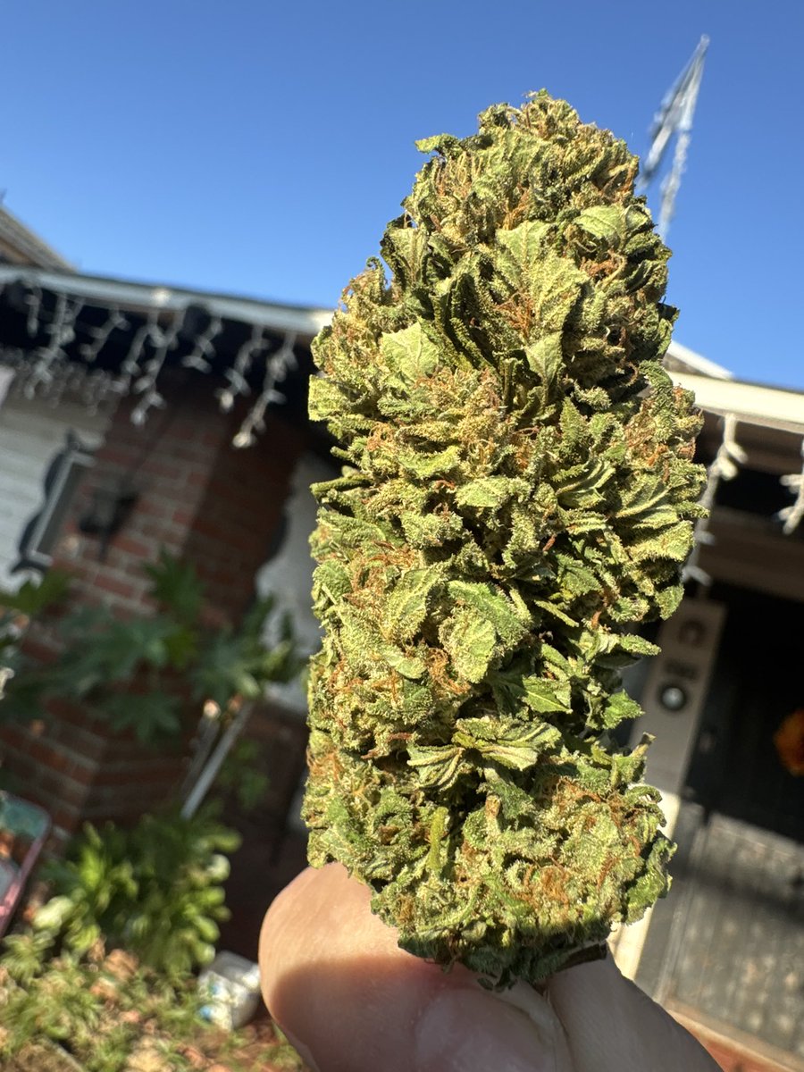 sourhotfire's tweet photo. @HigherGradeHerb https://t.co/bDiNFoUBGt