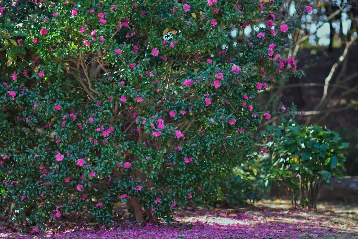 moimoi@SF (@singularityfree) / Posts / X