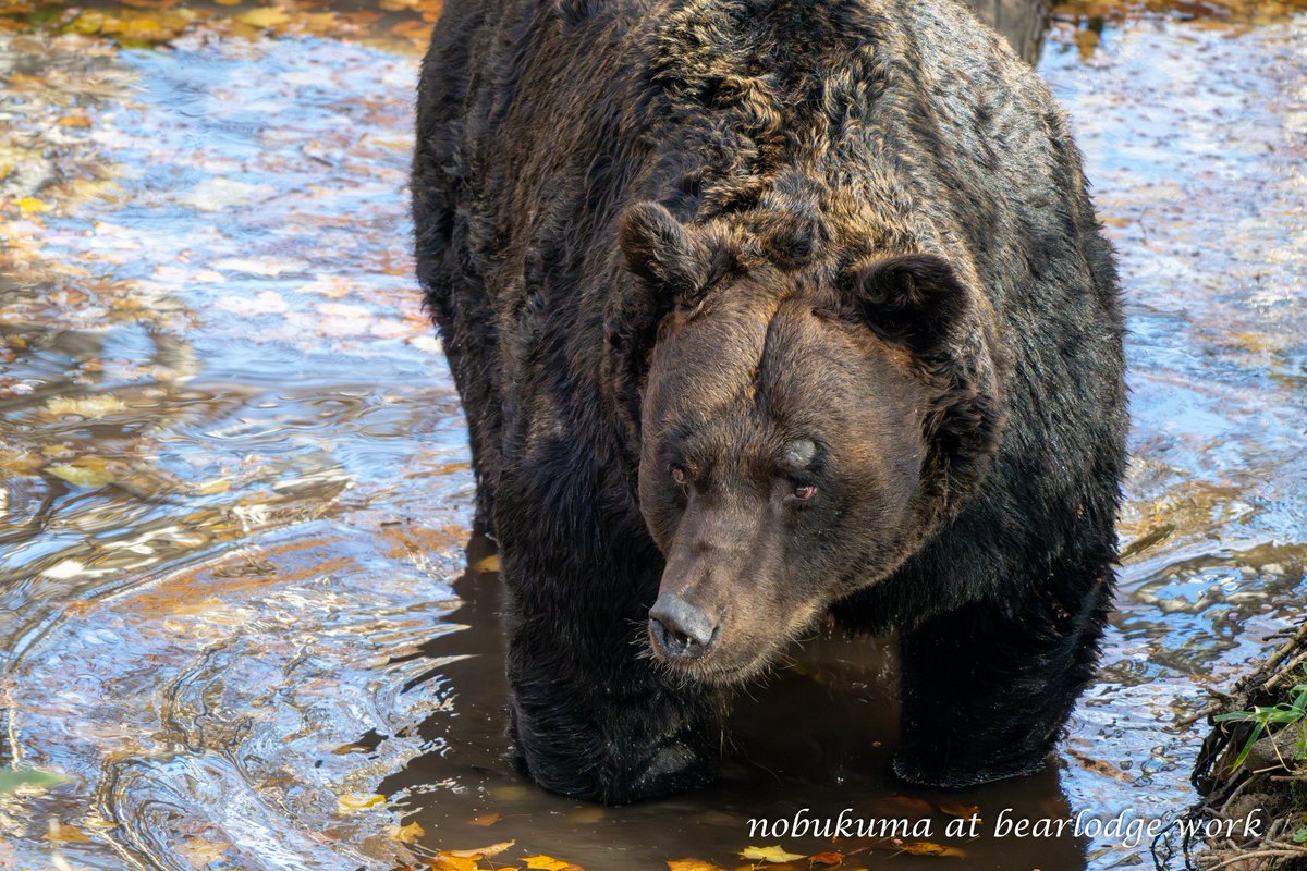 のぶクマ🐻C107 2日目 西あ-72b (西2) (@kumar0001) / Posts / X