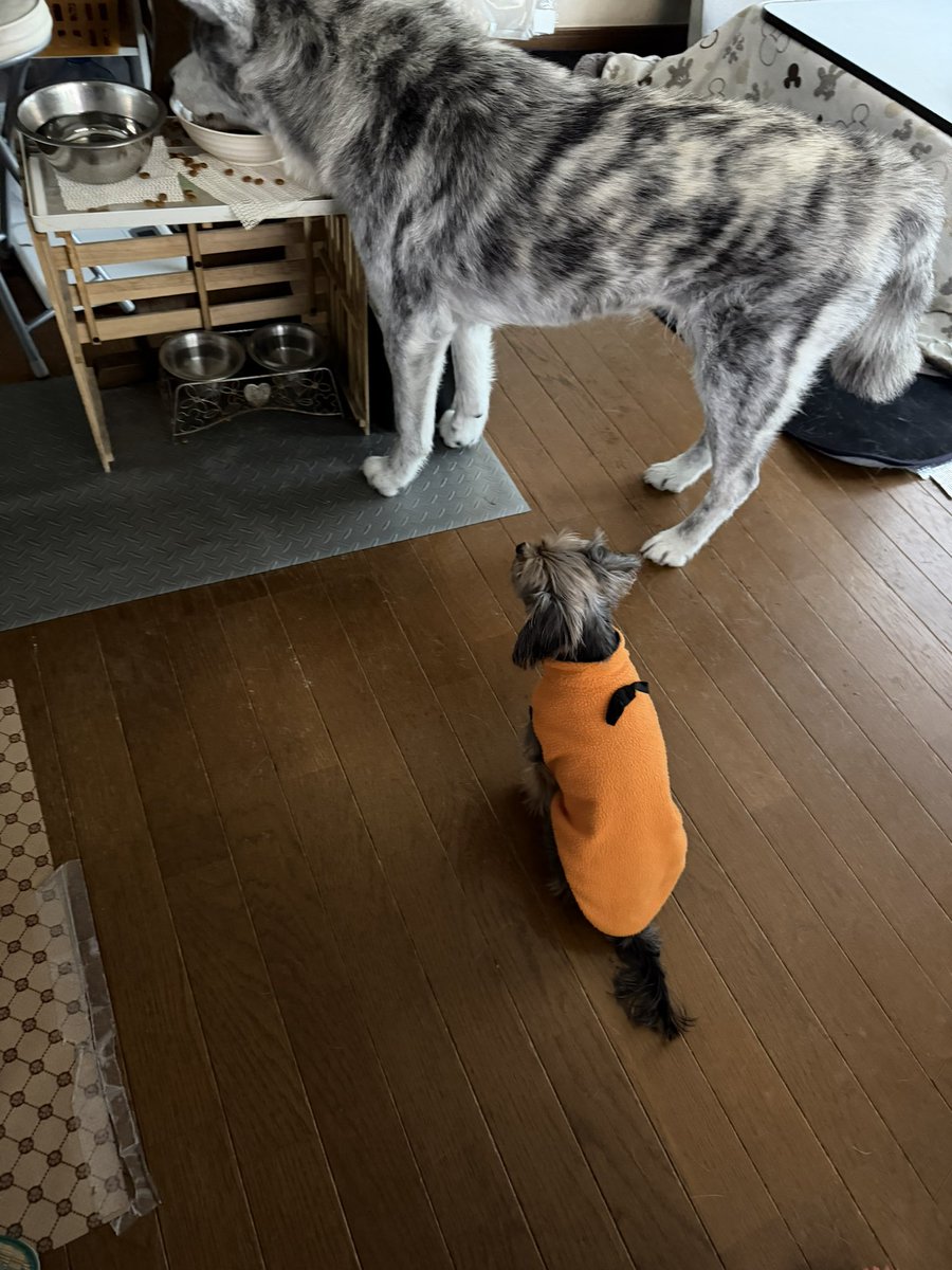 あんころもち (@okaapon007) / Posts / X