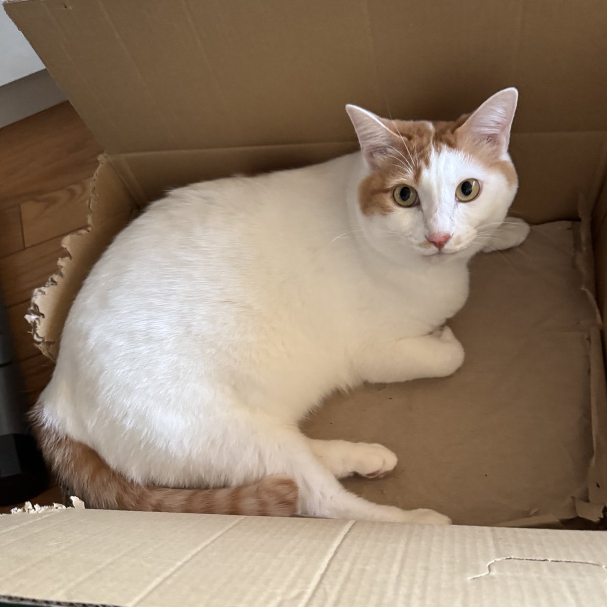 白猫好き おはようもーもー木曜日😺✨ 今日は寒いニャ みんなも箱に入るといい