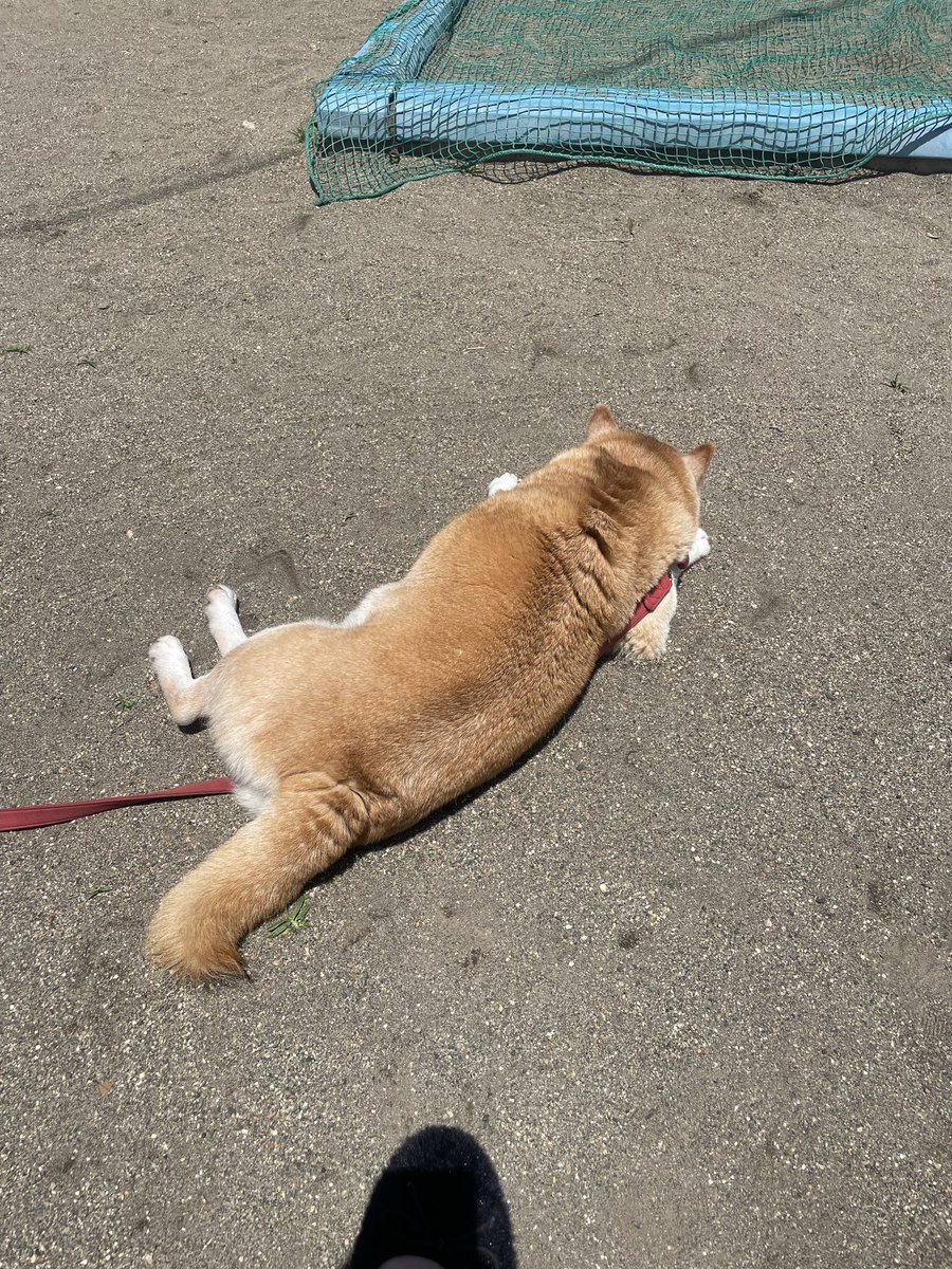 27 (@odorocktamegoro) / Posts and Replies / X